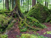 Verzweigtes Wurzelwerk eines Baumes und zerfurchter Felsgigant
